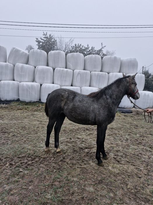 Klacz śląska programowa