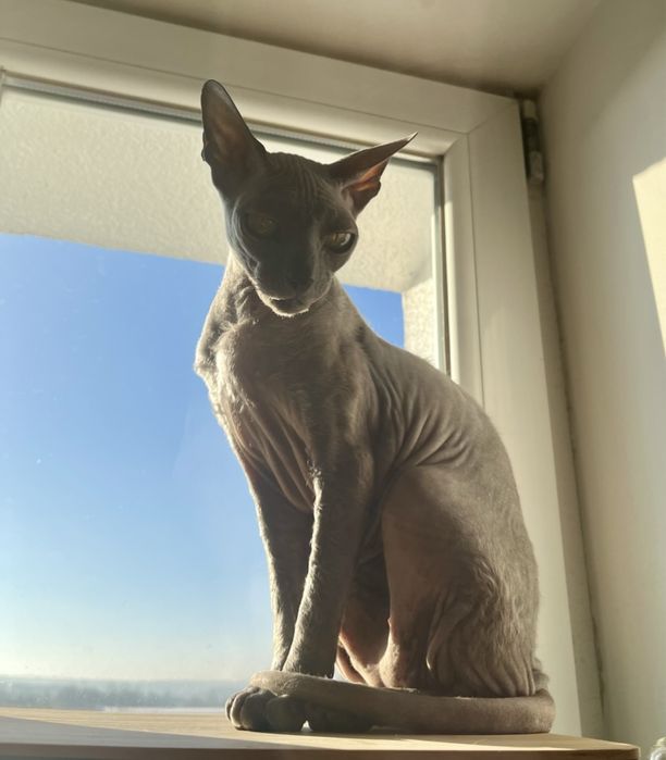 Zginęła Kotka Konstatynów Łódzki