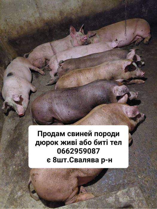 Продам свині живі або биті