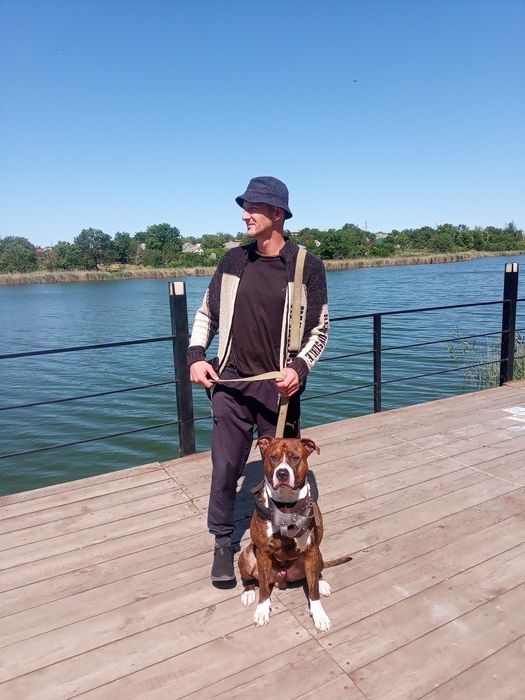 Вязка!Питбуль шалун  ищет свою любовь)))