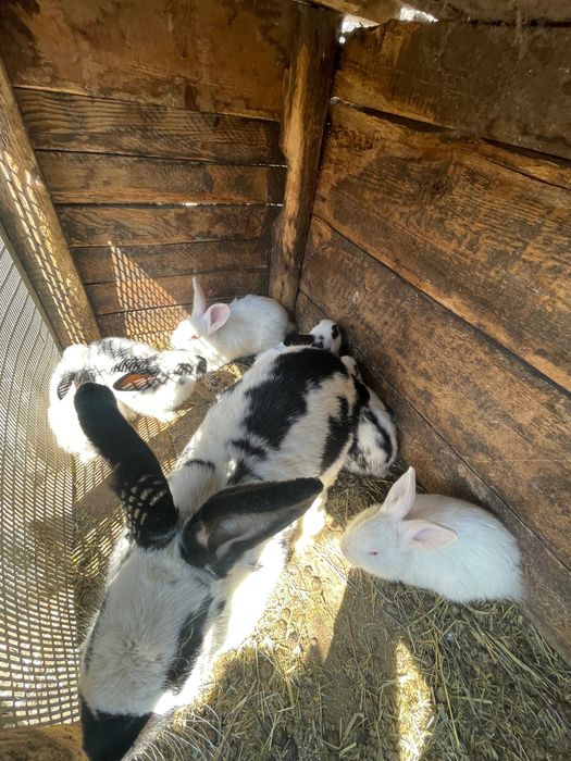 Кролі великі і малі