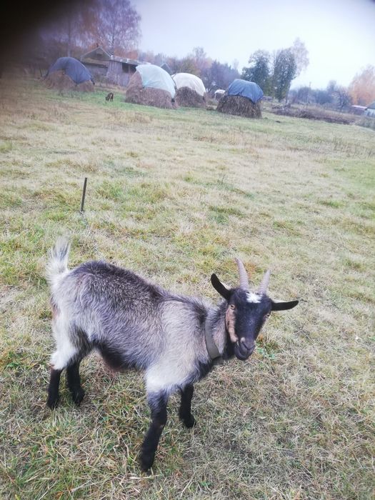 Дуже чудові кізоньки