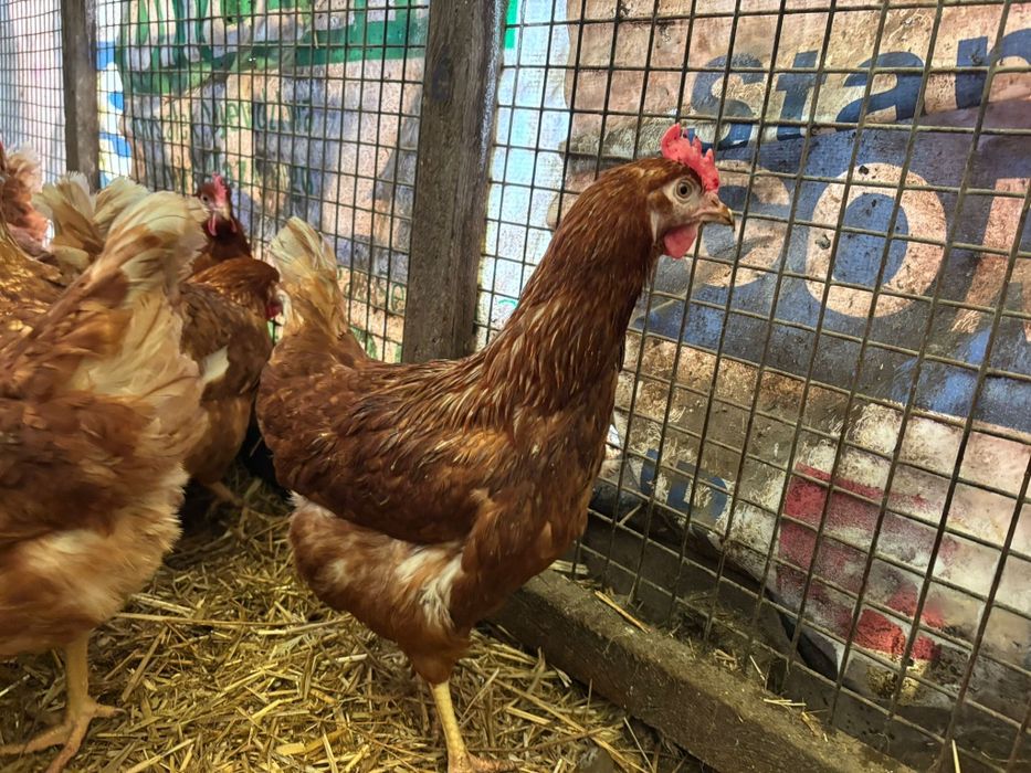 Kury nioski 24 tygodni już się niosą