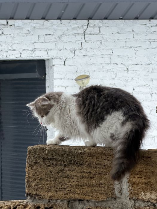 Котик, кіт, кошенята