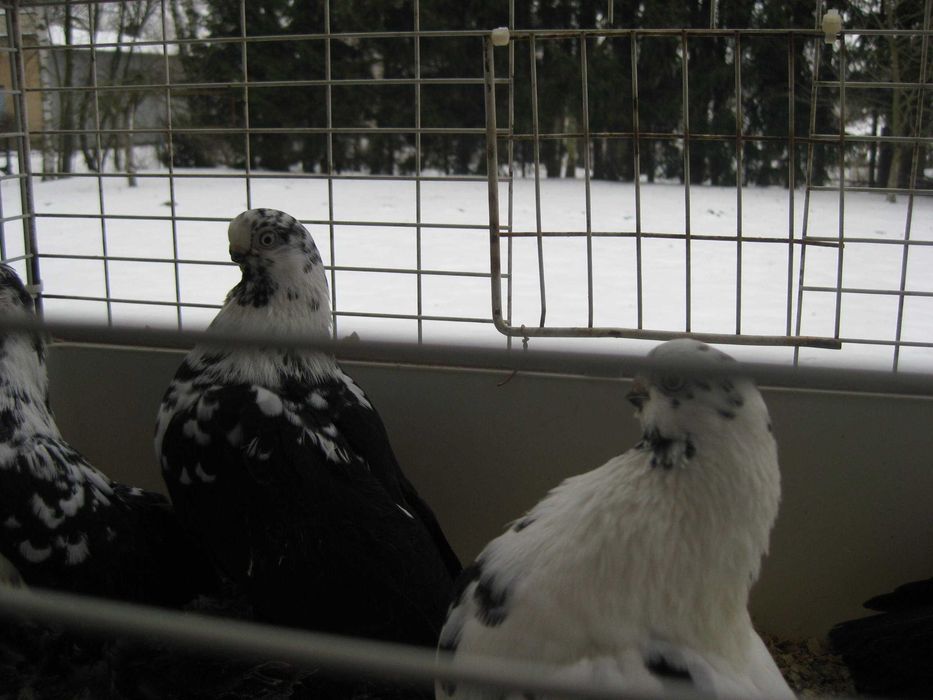 Gołębie Motyle czarne