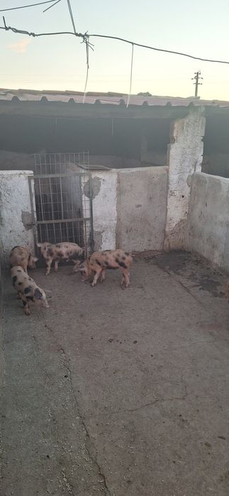 Leitoes para venda