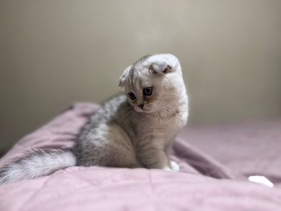 Котеня срібна шиншила