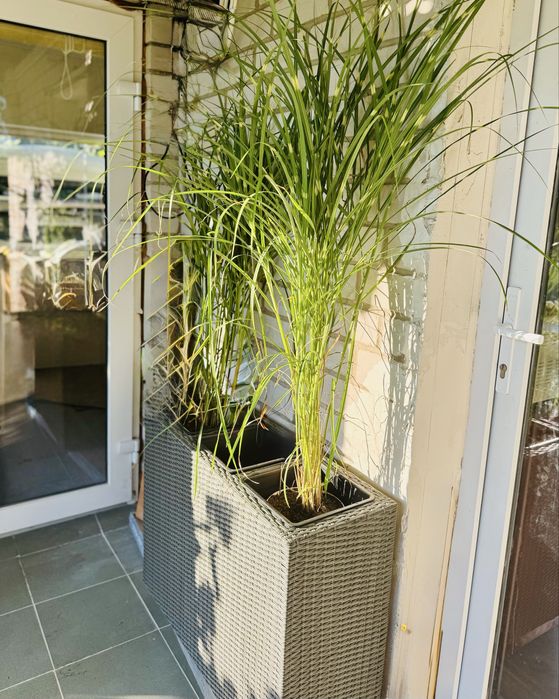 Мискантус китайский Little Zebra