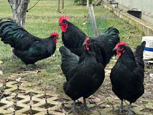 Інкубаційне яйце. Курчата, Австралорп чорний, білий.