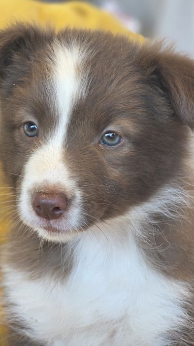Border Collie Chocolate Fêmea (Olhos Verdes Azulados)