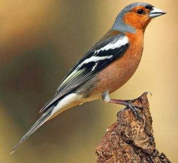 Casal Aves (varias aves)