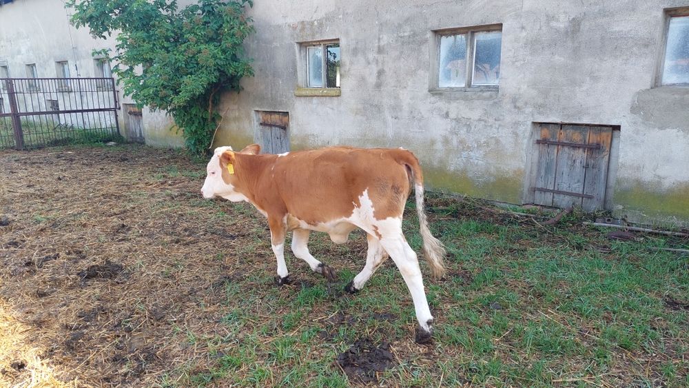 Cielęta jalówki odsadki 100% simental