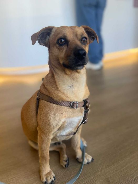 Buddy para adoção responsável