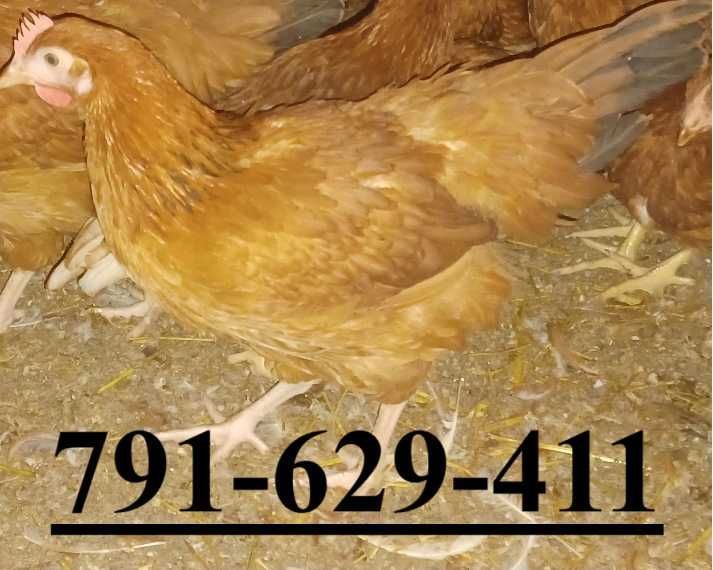 kury nioski rosa dominant grenshel tricolor lohman brown sandy leghorn