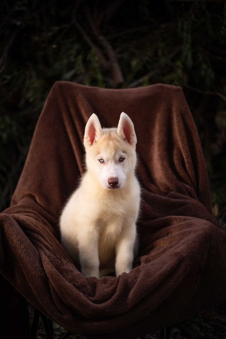Цуценя хаскі / щенок хаски