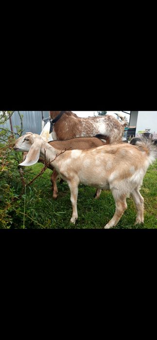 Kozy Kózki Anglonubijske koziołki małe duże