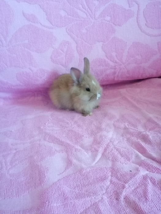 Króliczek miniaturka karzełek