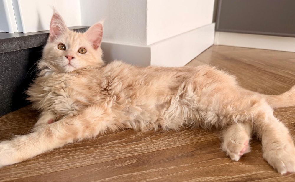 Maine coon kotka Miami, kremowa FPL, legalna hodowla