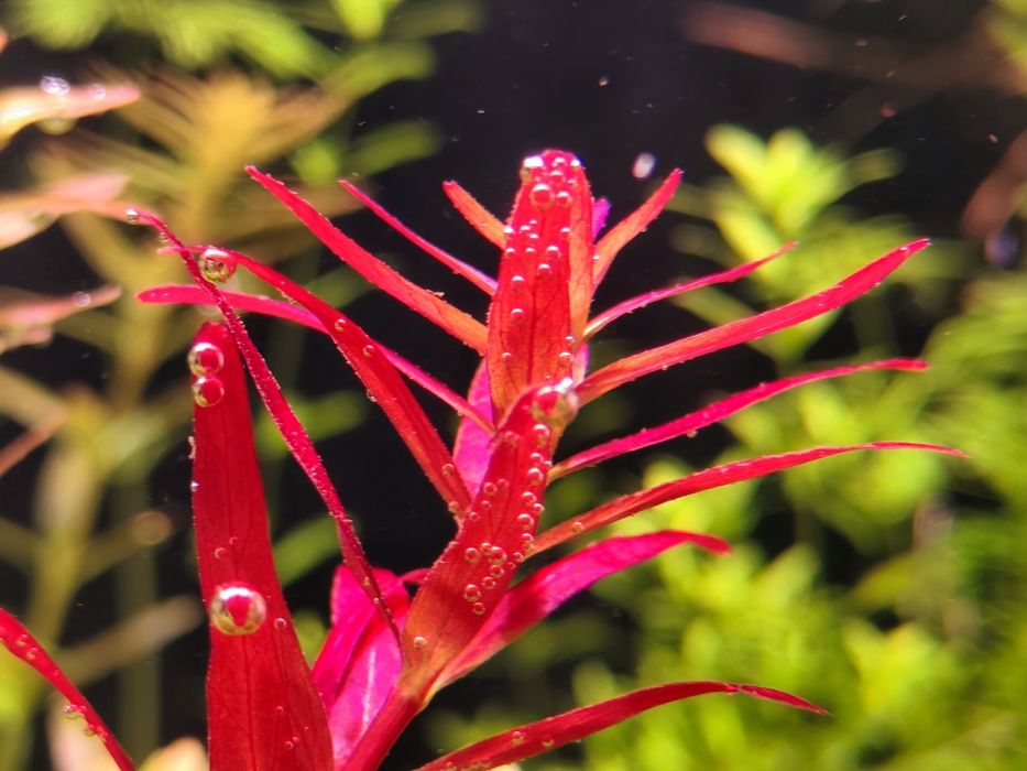 Sprzedam Rotala Singapur Red
