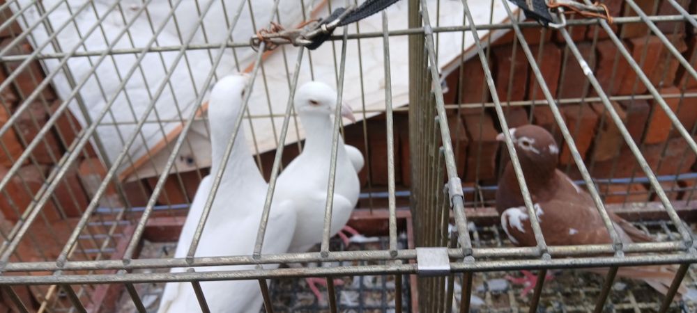 Sprzedam lub zamienie