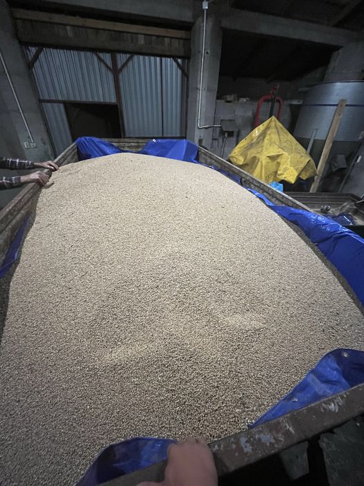 Pszenica ozima paszowa RGT Billanz