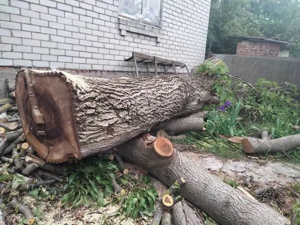 Продам сухі стовбури дерев