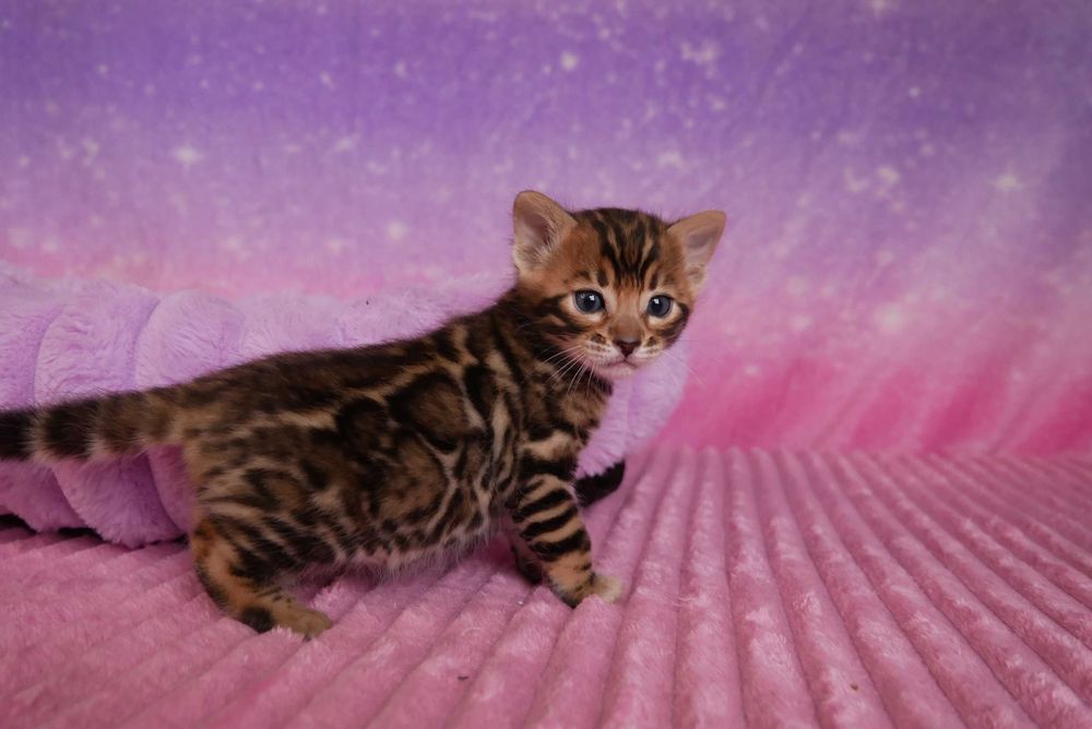 Przepiekna koteczka bengalska