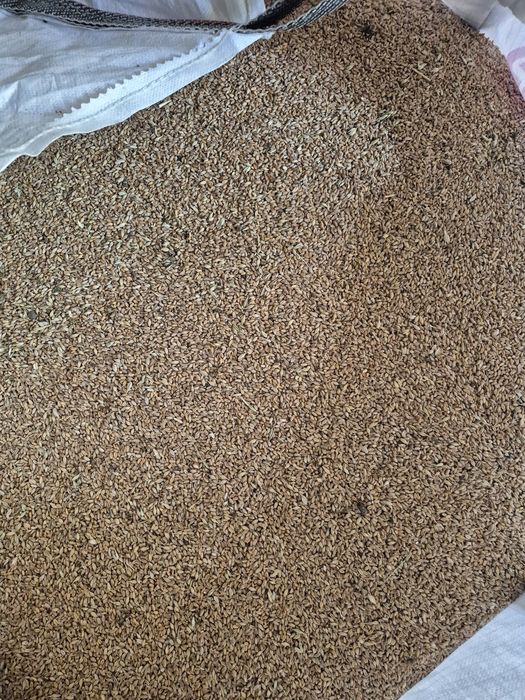 Pszenica i Jęczmień - Zboże w big bagach ok. 500 kg