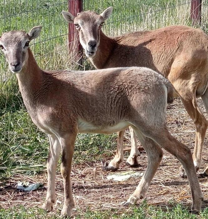 Sprzedam owieczkę muflona.