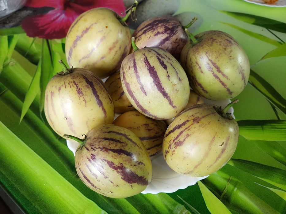 Пепіно Рамзес насіння 15 шт.