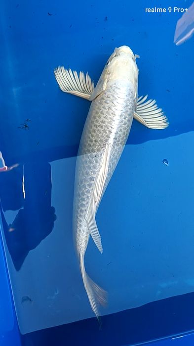Karp koi long fin