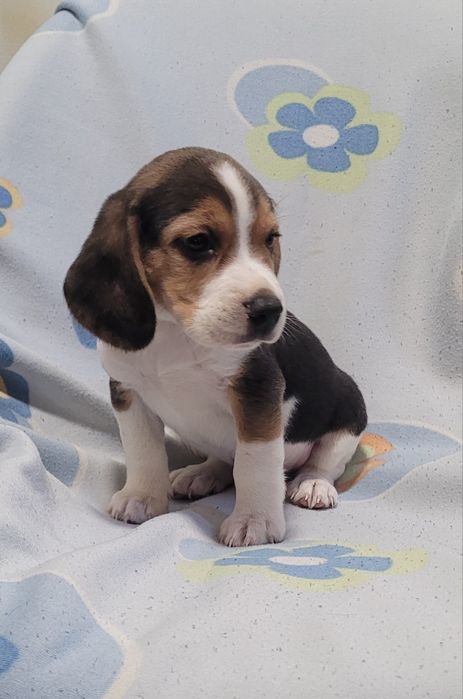 Beagle tricolor bebé