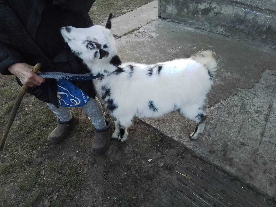 Продам молоду козочку. Вагітна. Доглянута. Є декілька. Коза молочна