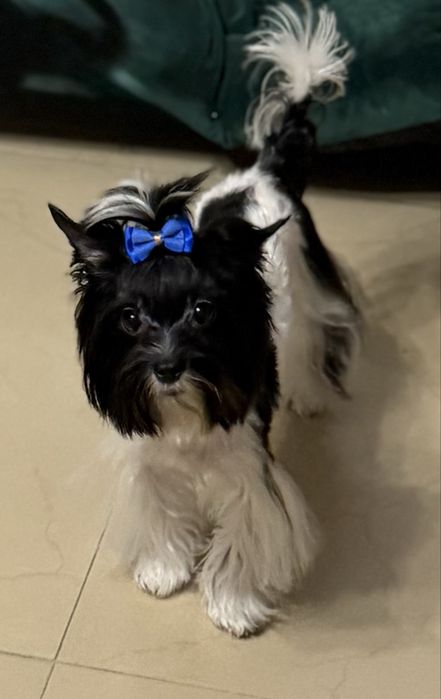 York  maleńki piesek z rodowodem Black & White Yorkshire Terrier Biewer