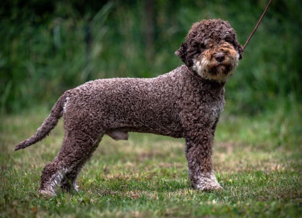 Szczenięta Lagotto Romagnolo
