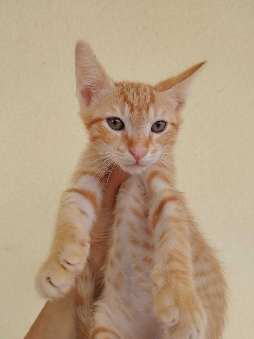 GATINHOS (2 Meses, Machos) - Para Adoção
