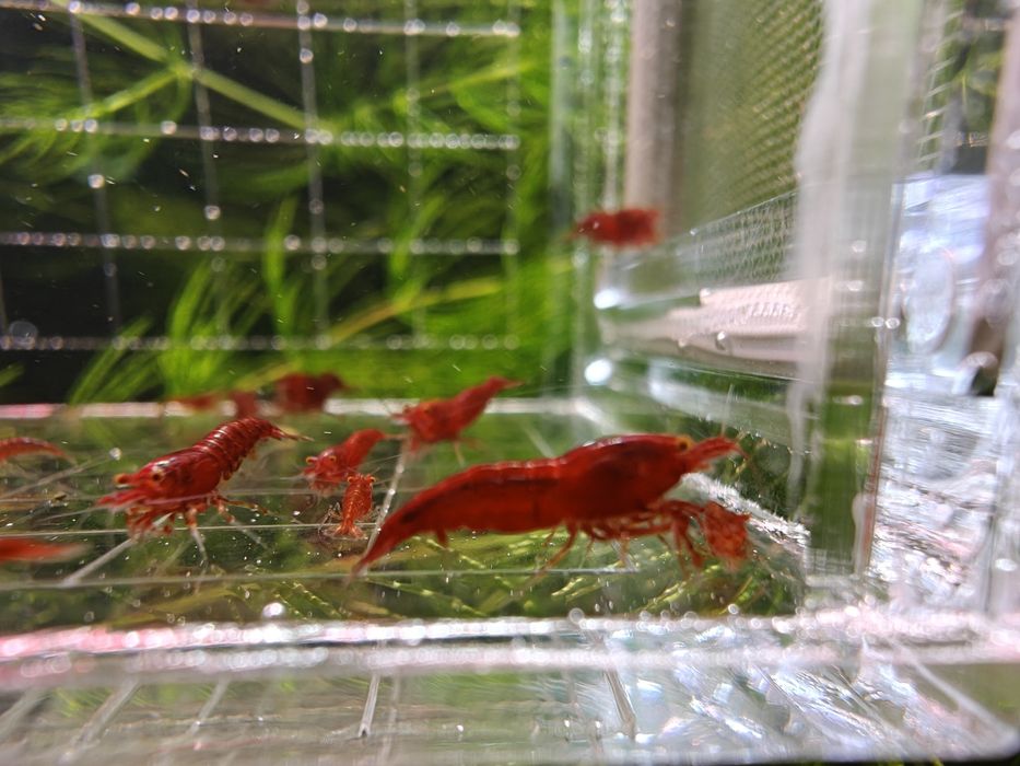 Krewetki Neocaridina Bloody Mary OE