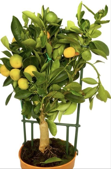 Грейпфрукт плодоносить