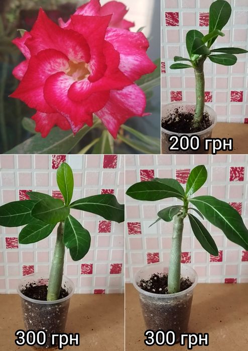 Аденіум щеплений King Blue Magenta