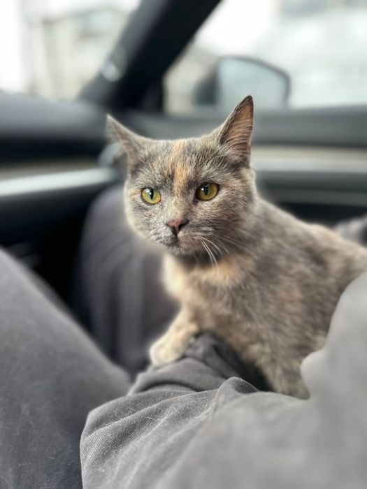 Кошеня безкоштовно дівчинка