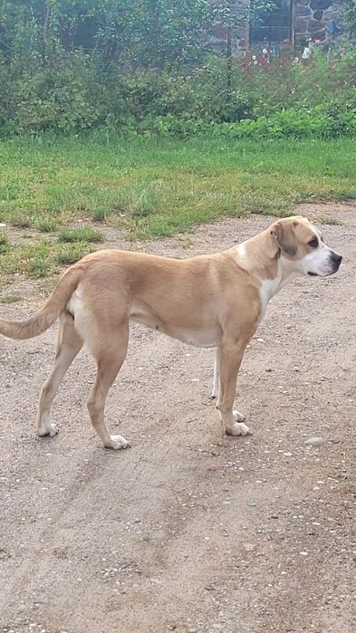 PIES dwuletni ,spokojny do adopcji.
