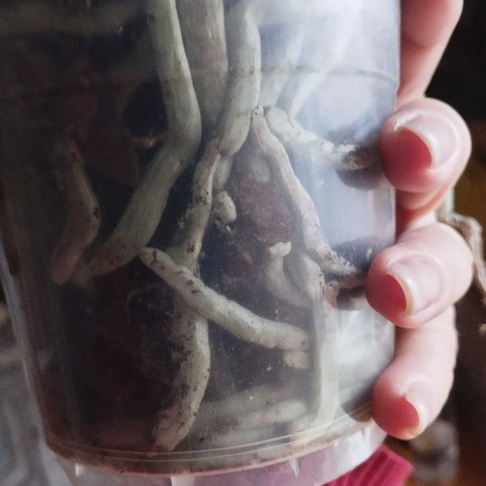 Продам орхідею Бебі Динаміт