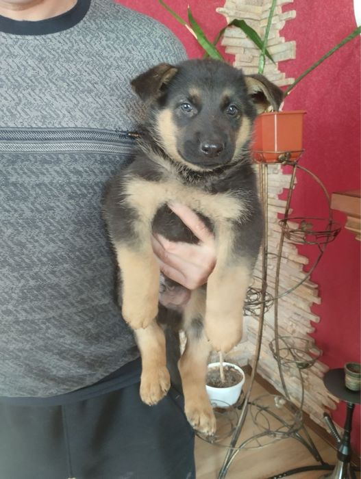 Продам цуценят Німецької вівчарки