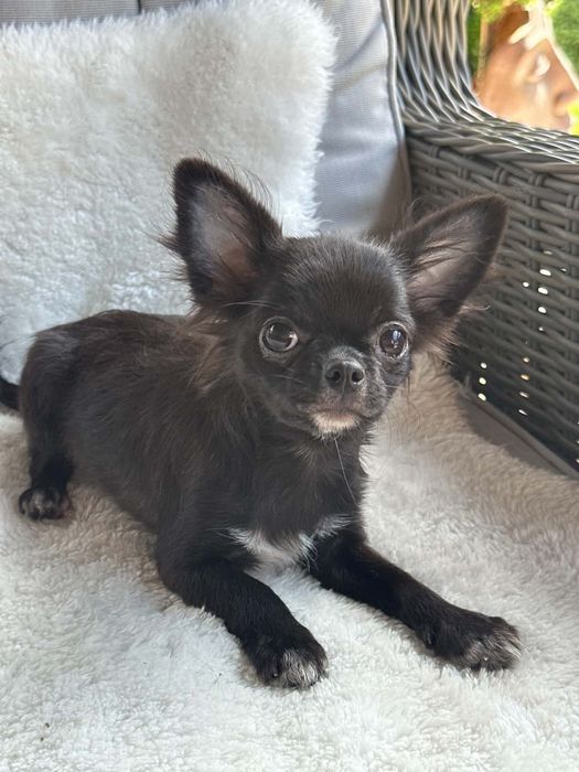 Cudowny chlopiec Chihuahua  dlugowlosy