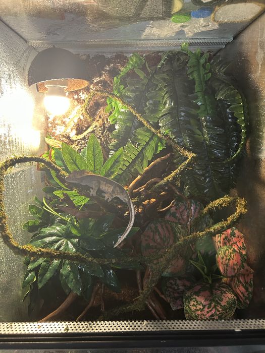 Sprzedam gekona samiczka z duzym terrium