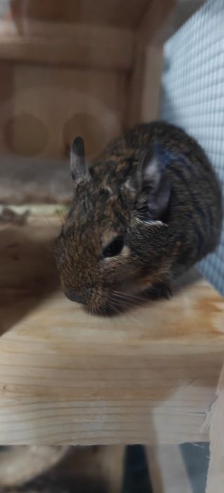 Koszatniczki oddam za darmo