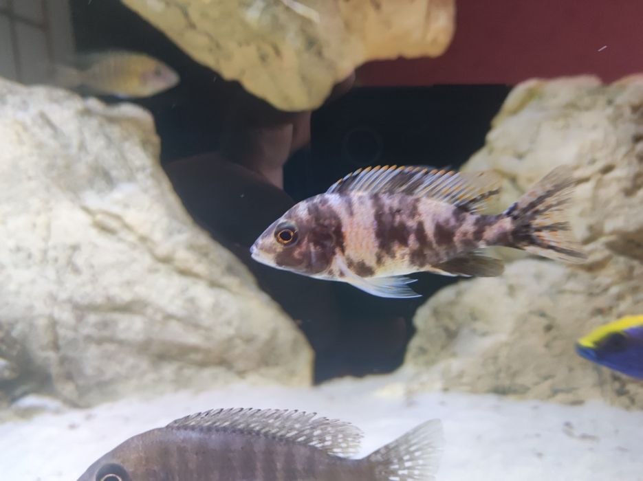 Aulonocara Ob aulonocary