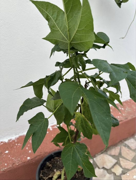 Planta Algodão mudas em vaso