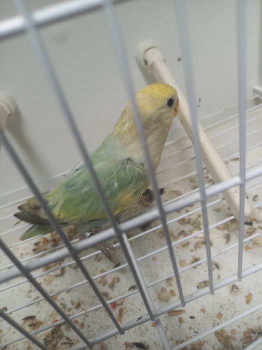 Agapornis  roseicollisn