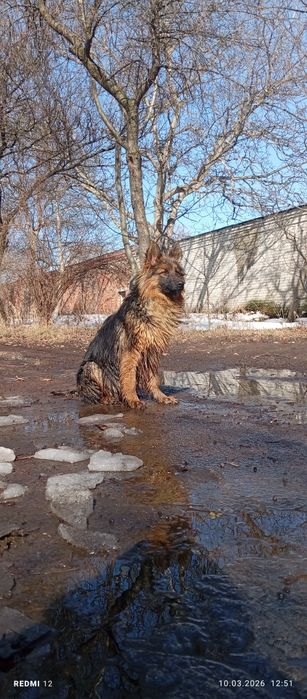 Дівчинка довгошерстна